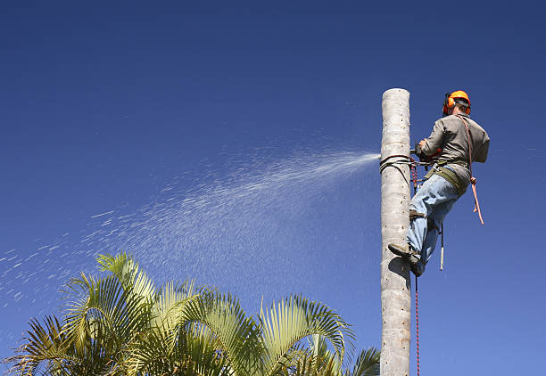 Best Hazardous Tree Removal  in USA